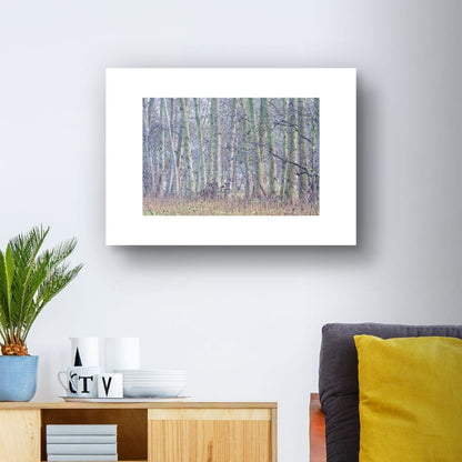 Wood From The Trees (Limited Edition)