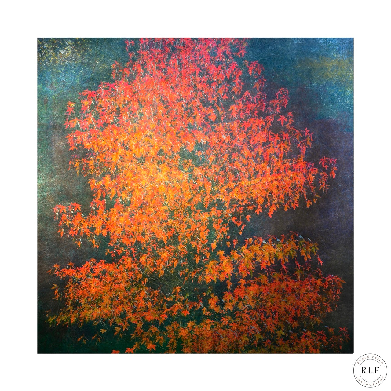 Multiple Exposure image of Sunlight filtering through vibrant orange and red Acer tree leaves in autumn. Fine Art Photography by RLF Photography