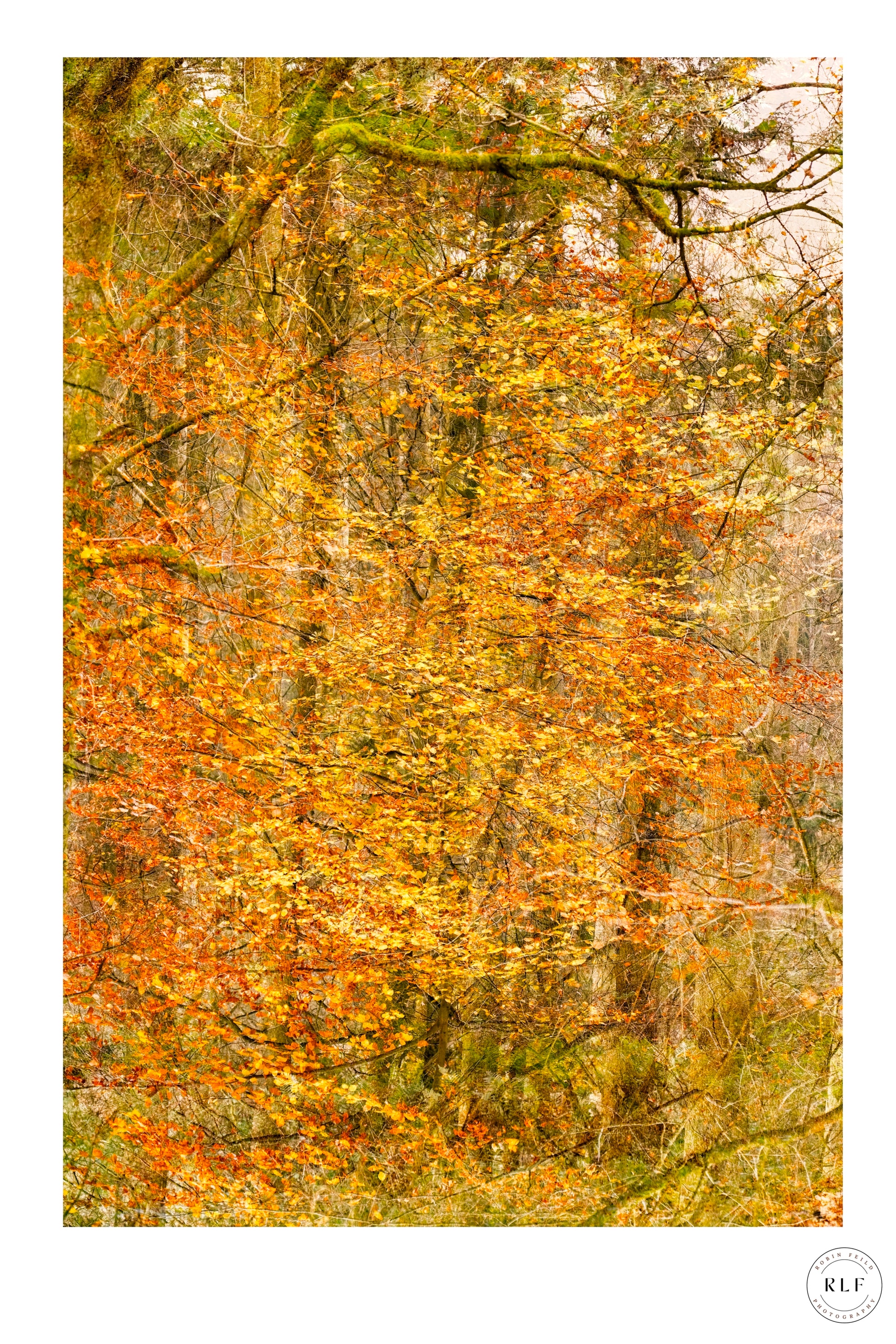 Multiple exposure image of dense autumn woodland with golden leaves, intricate branches, and warm lighting.Fine art photography by RLF Photography