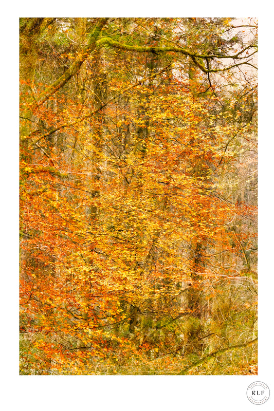 Multiple exposure image of dense autumn woodland with golden leaves, intricate branches, and warm lighting.Fine art photography by RLF Photography
