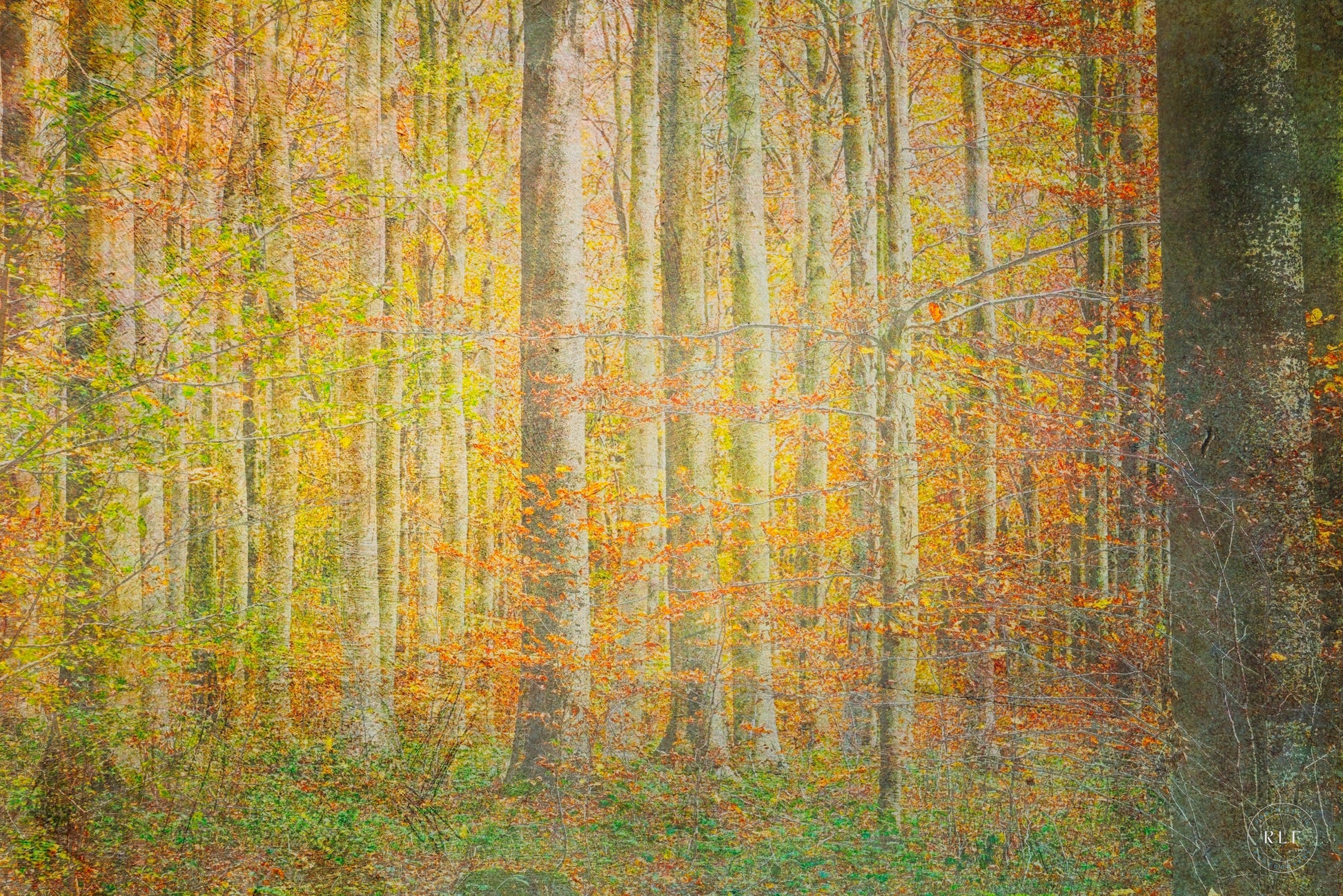 Painterly digital art of a tranquil autumn forest with tall trees and vibrant yellow-orange foliage, inspired by West Sussex woodlands. Fine art photography by RLF Photography