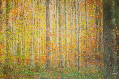 Painterly digital art of a tranquil autumn forest with tall trees and vibrant yellow-orange foliage, inspired by West Sussex woodlands. Fine art photography by RLF Photography