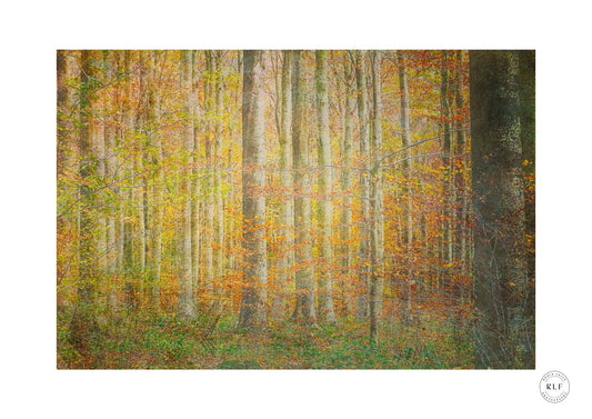 Autumn Serenity