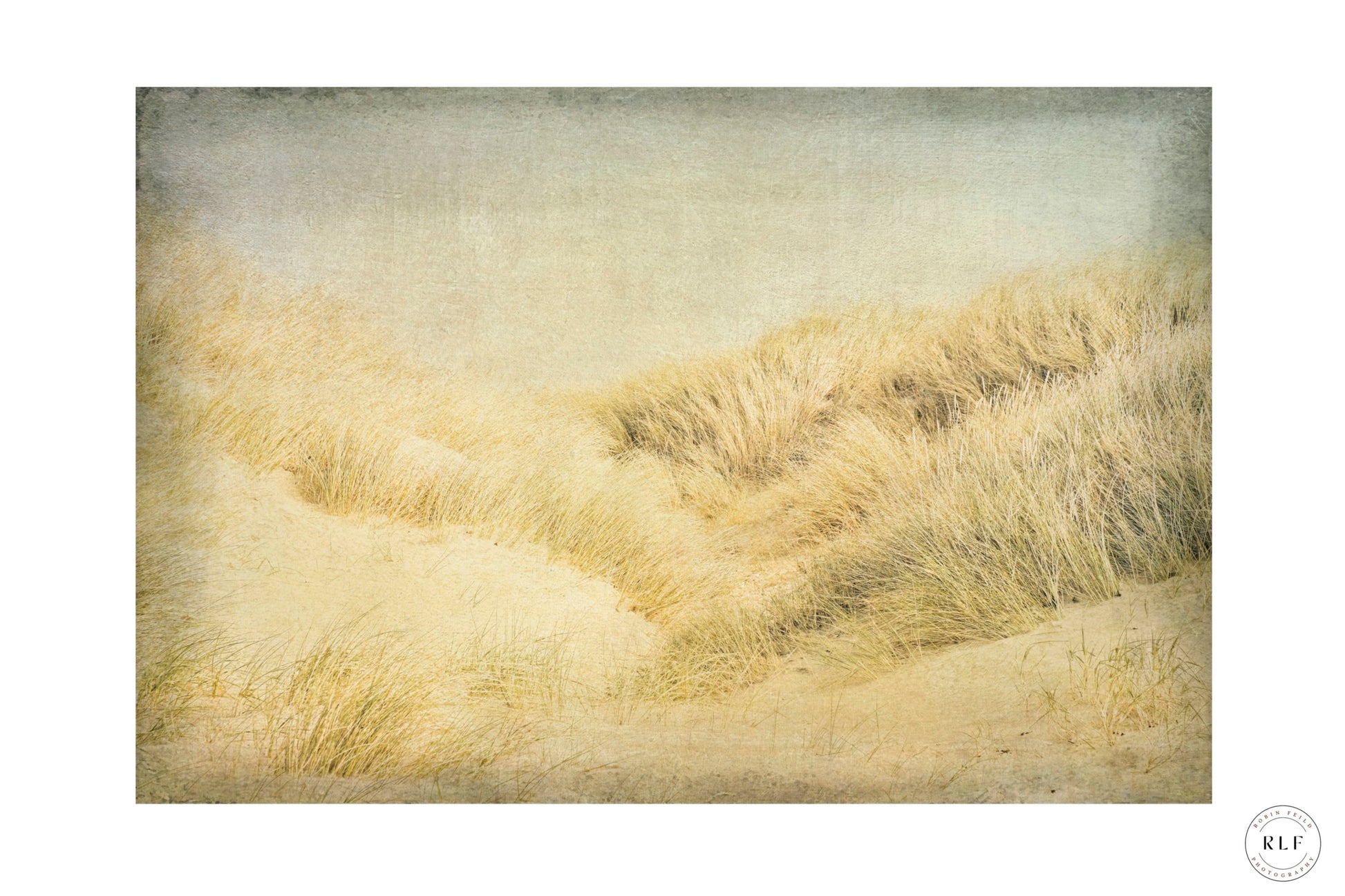 Sand dunes and grasses by the sea, bathed in soft, warm light. Fine art photography by RLF Photography