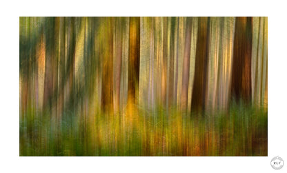 Ferns and Firs (Limited Edition)