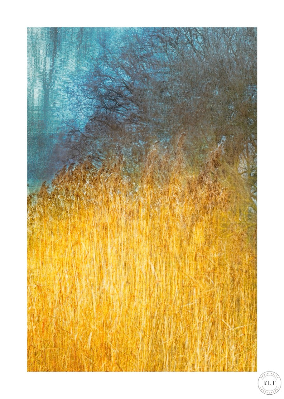 Tall golden rushes in the foreground, bare tree silhouettes, and a cool-toned textured backdrop. Fine art photography by RLF Photography