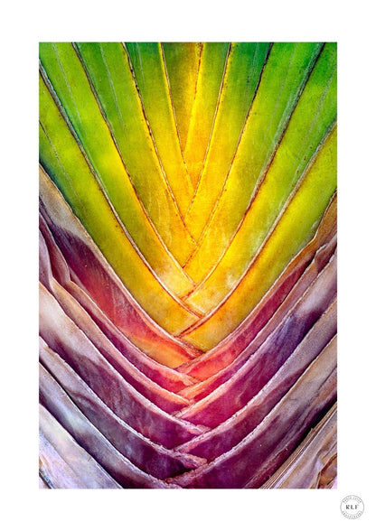 Chromatic Fan