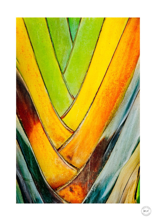Chromatic Fan II