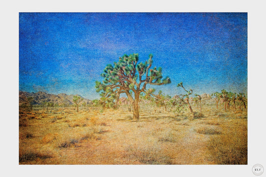 Desert landscape with a prominent Joshua tree standing above dry grasses and sparse vegetation. Fine art photography by RLF Photography