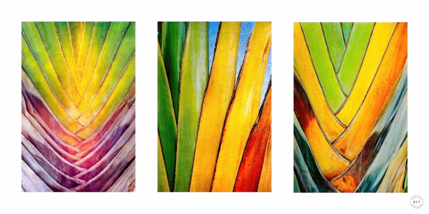 Chromatic Cactus Triptych