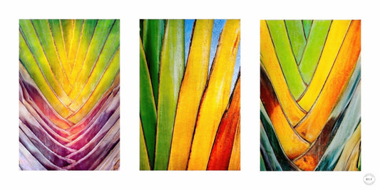 Chromatic Cactus Triptych