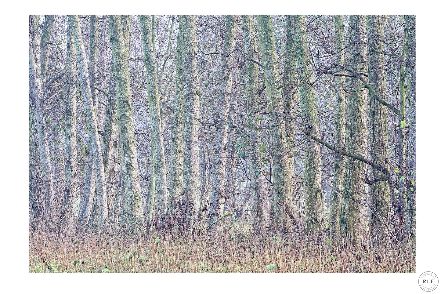 Tranquil autumn woodland with tall, slender trees, muted greens and browns, and dry grass in the foreground