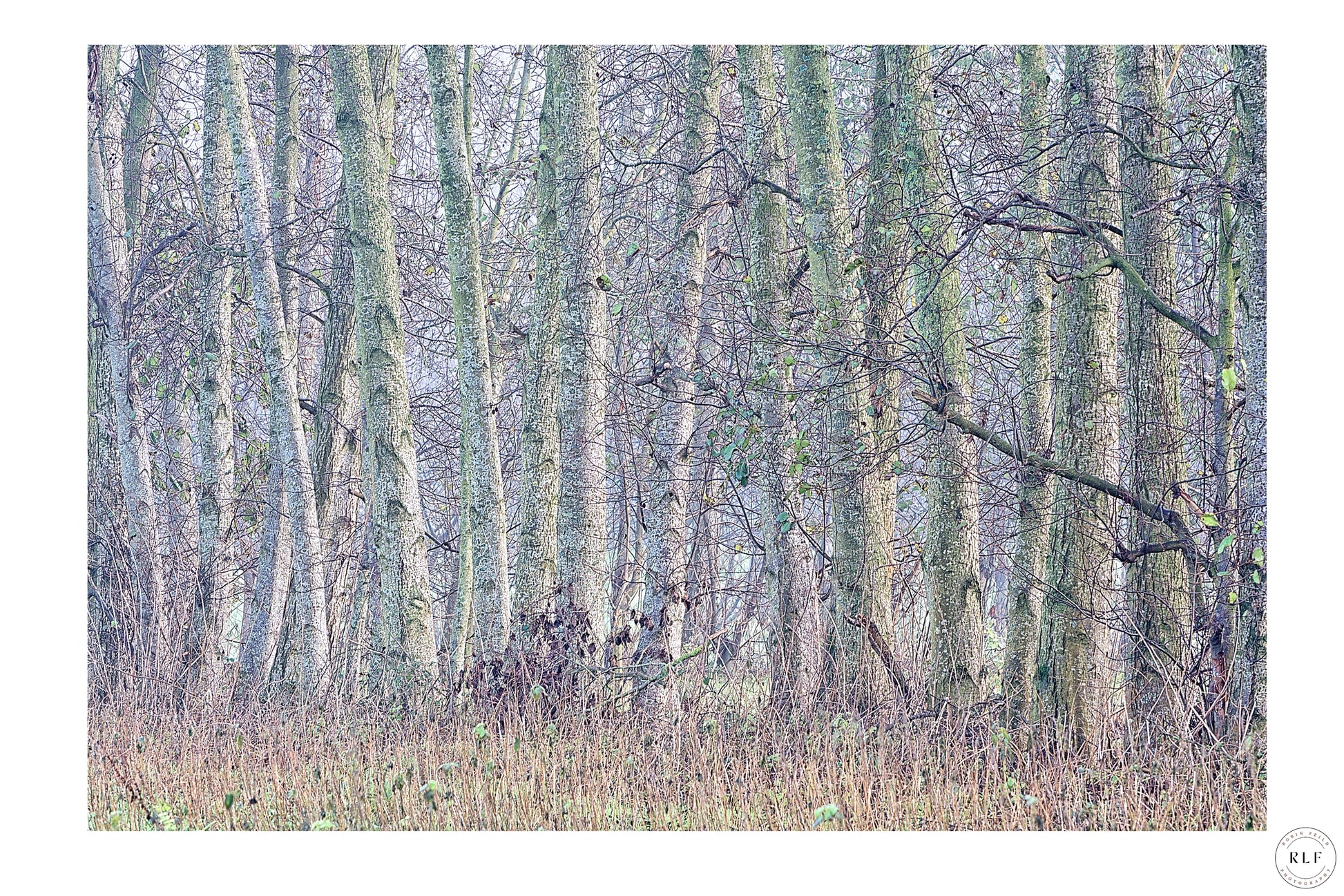Tranquil autumn woodland with tall, slender trees, muted greens and browns, and dry grass in the foreground