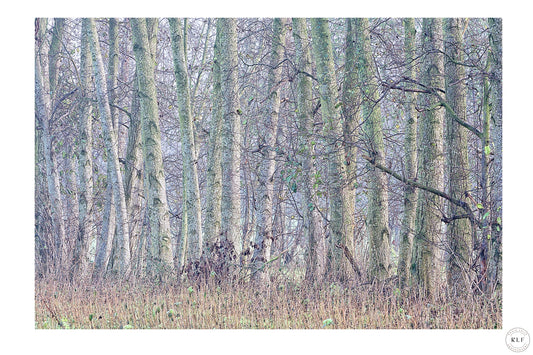 Tranquil autumn woodland with tall, slender trees, muted greens and browns, and dry grass in the foreground