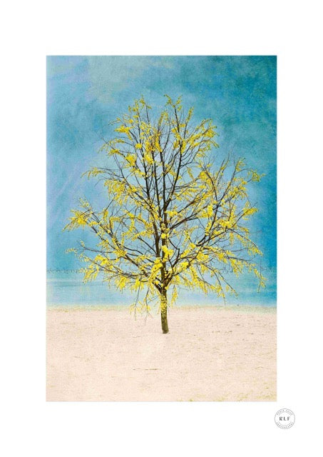 Tree covered in bright yellow flowers beside a blue lagoon, softened and layered with painterly texture. Fine art photography by RLF Photography