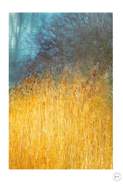 Tall golden rushes in the foreground, bare tree silhouettes, and a cool-toned textured backdrop. Fine art photography by RLF Photography