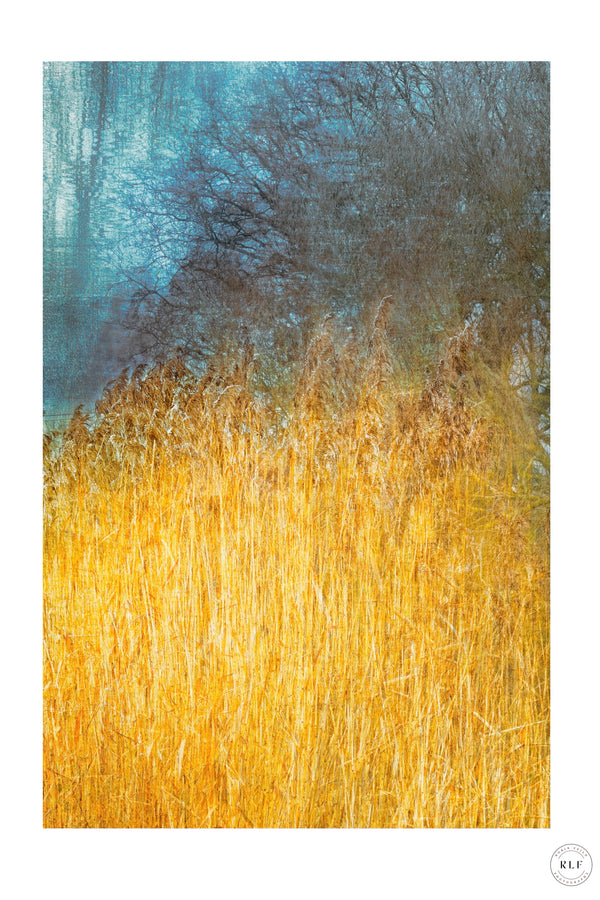 Reedbeds (Limited Edition)